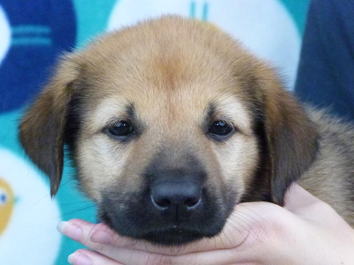 chinook puppy